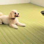 ペットと暮らすおすすめラグ・カーペット