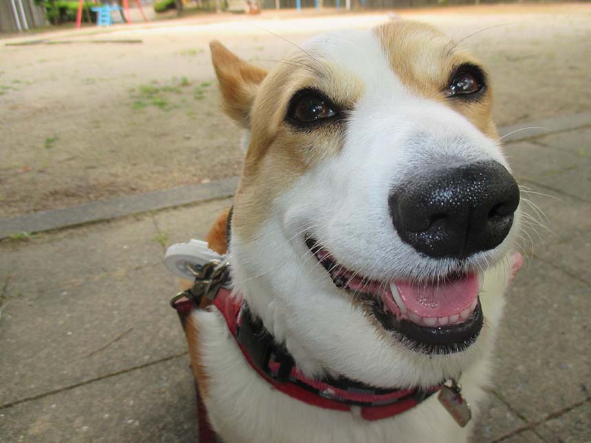 笑顔のコーギー犬