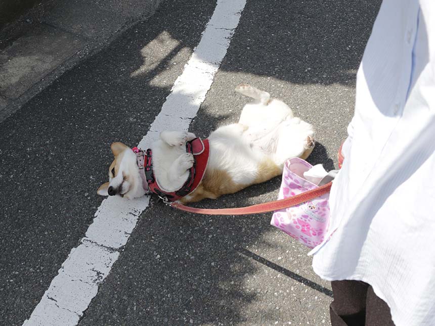 散歩のとき、寝転がるのが癖だった愛犬