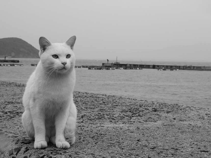 猫の島と呼ばれる、福岡県相島での1枚