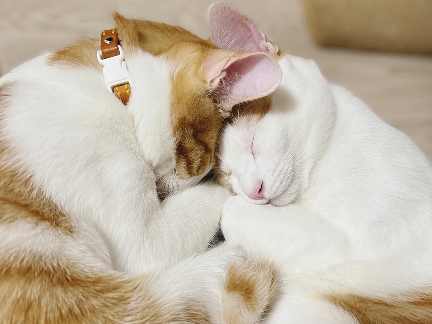 重なり合って寝ている兄弟猫