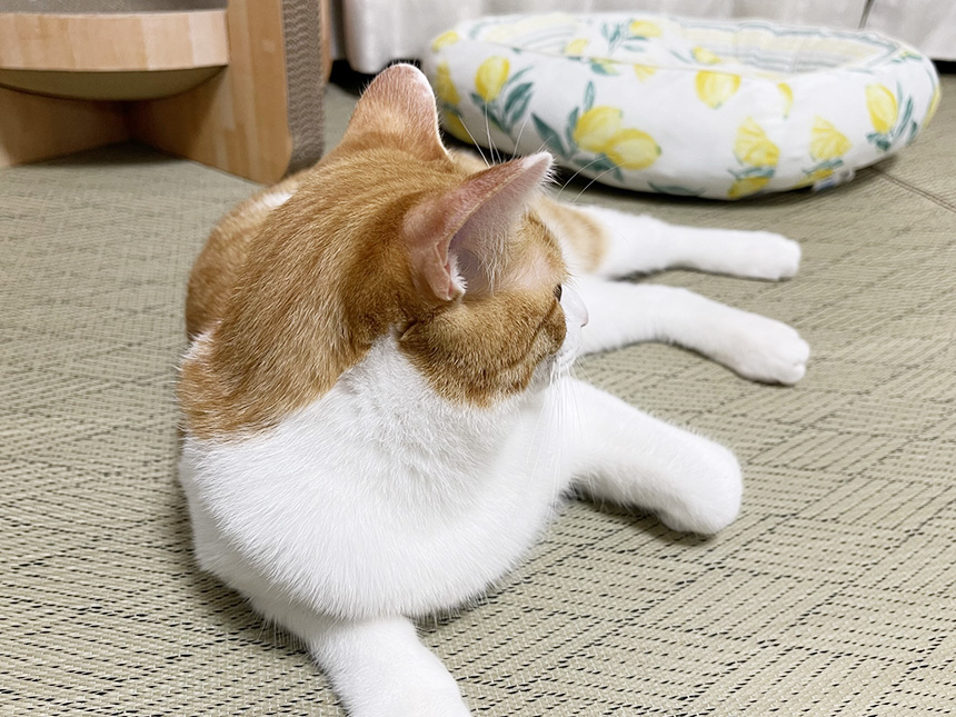 い草ラグの上で寝ている猫