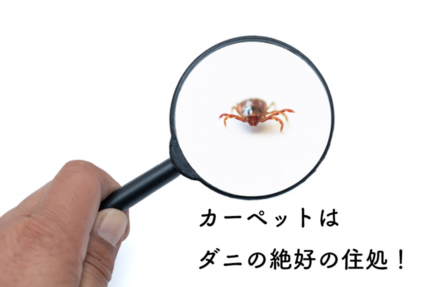 虫眼鏡でダニをアップで見る様子