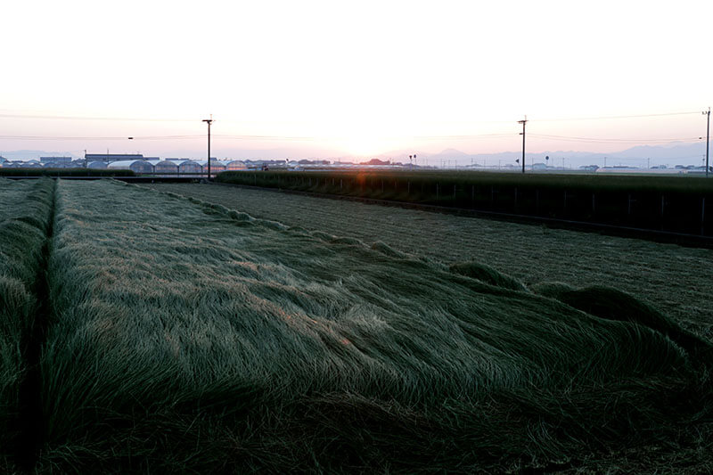 早朝のい草畑
